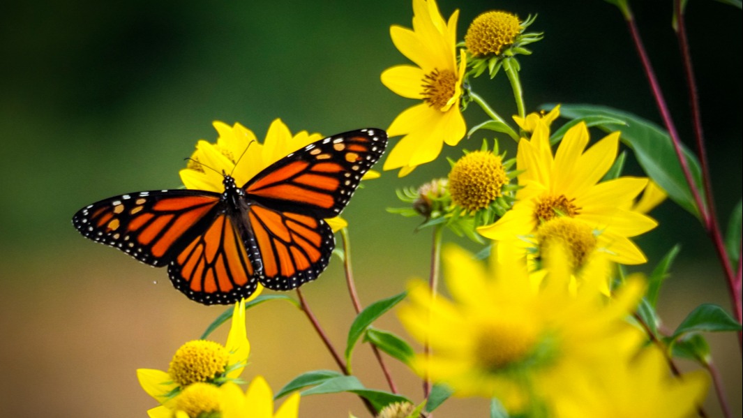 Les papillons monarques ça va plutôt mal 98 5 Montréal