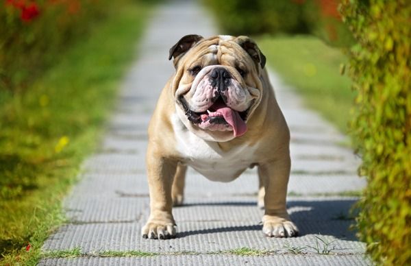 Le Top 10 Des Races De Chien Du Club Canin Canadien 969 Ckoi