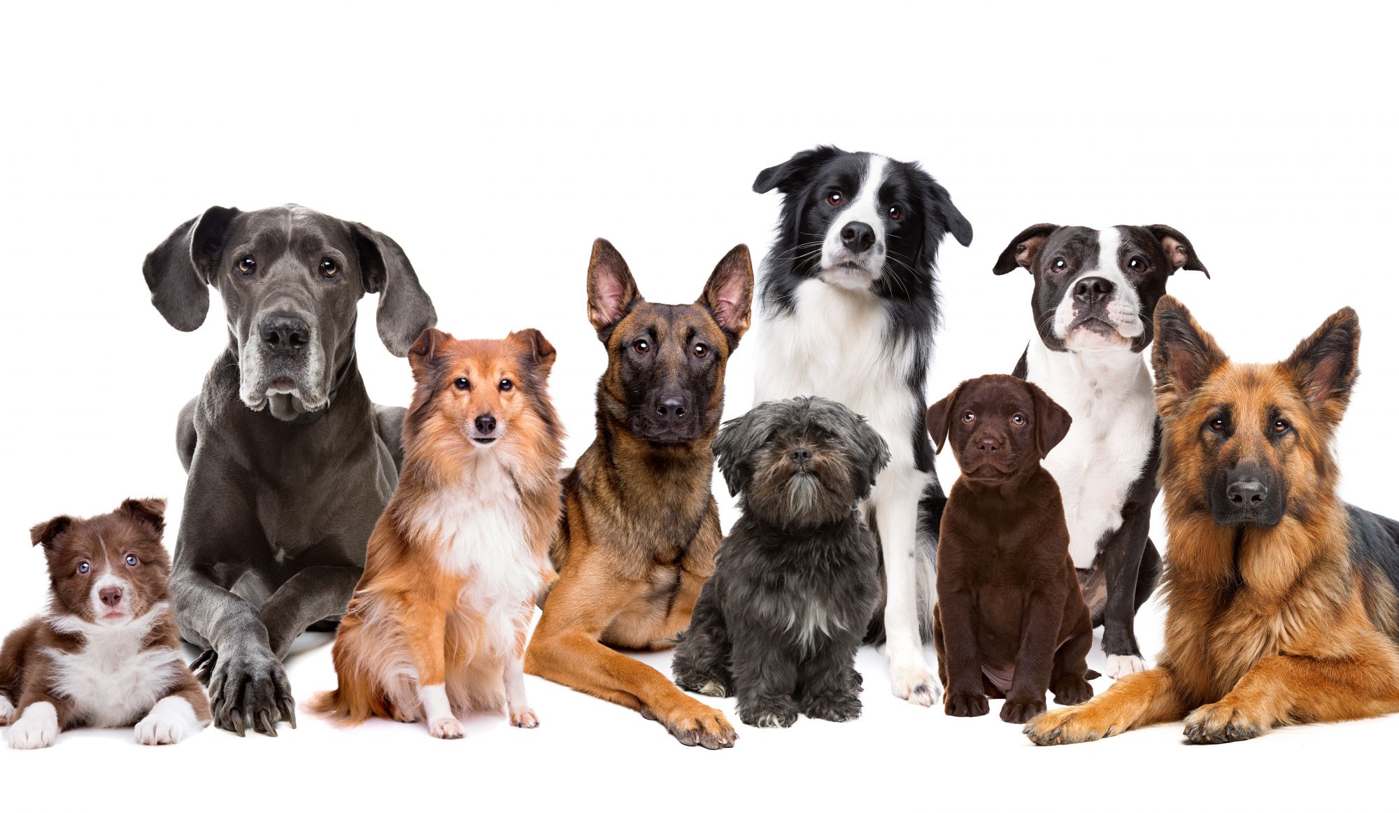Canada’s Top 10 Dog Breeds — The Beat 92.5