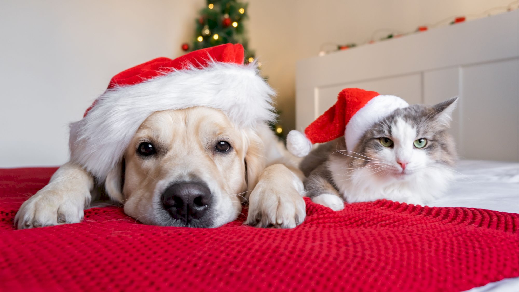 Le cadeau de Noël idéal pour votre chat