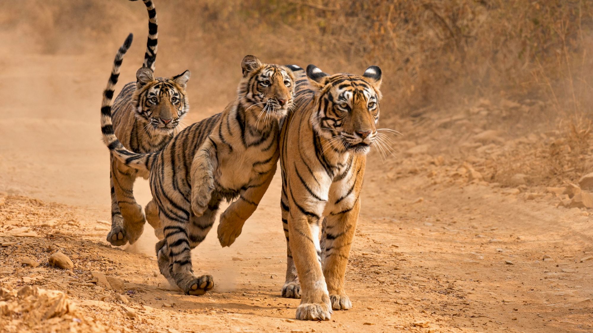 chronique-sur-les-animaux-les-populations-de-tigre-sauvages-sont-en
