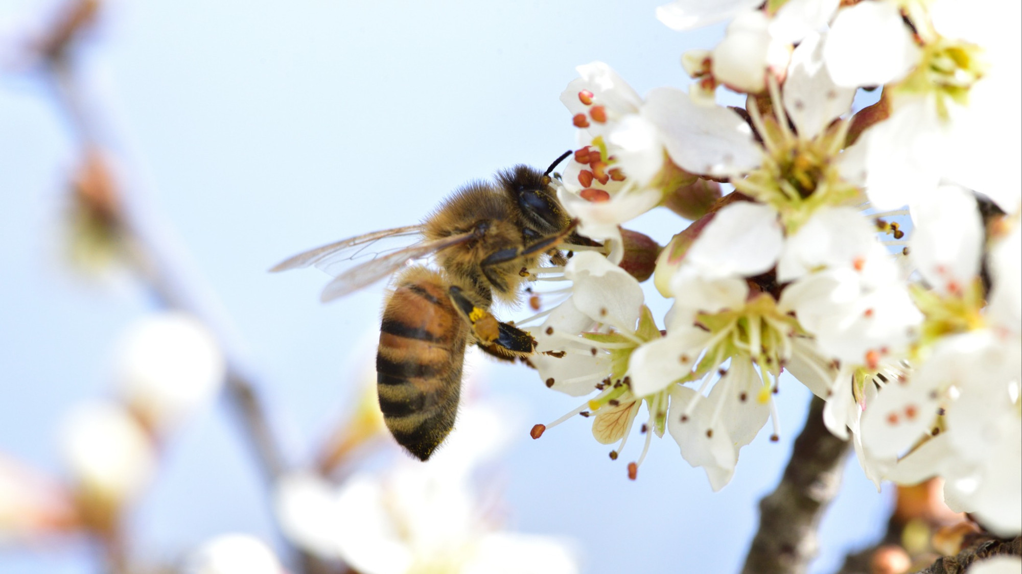 Chronique biologie | Pourquoi les abeilles sont-elles aussi importantes ...