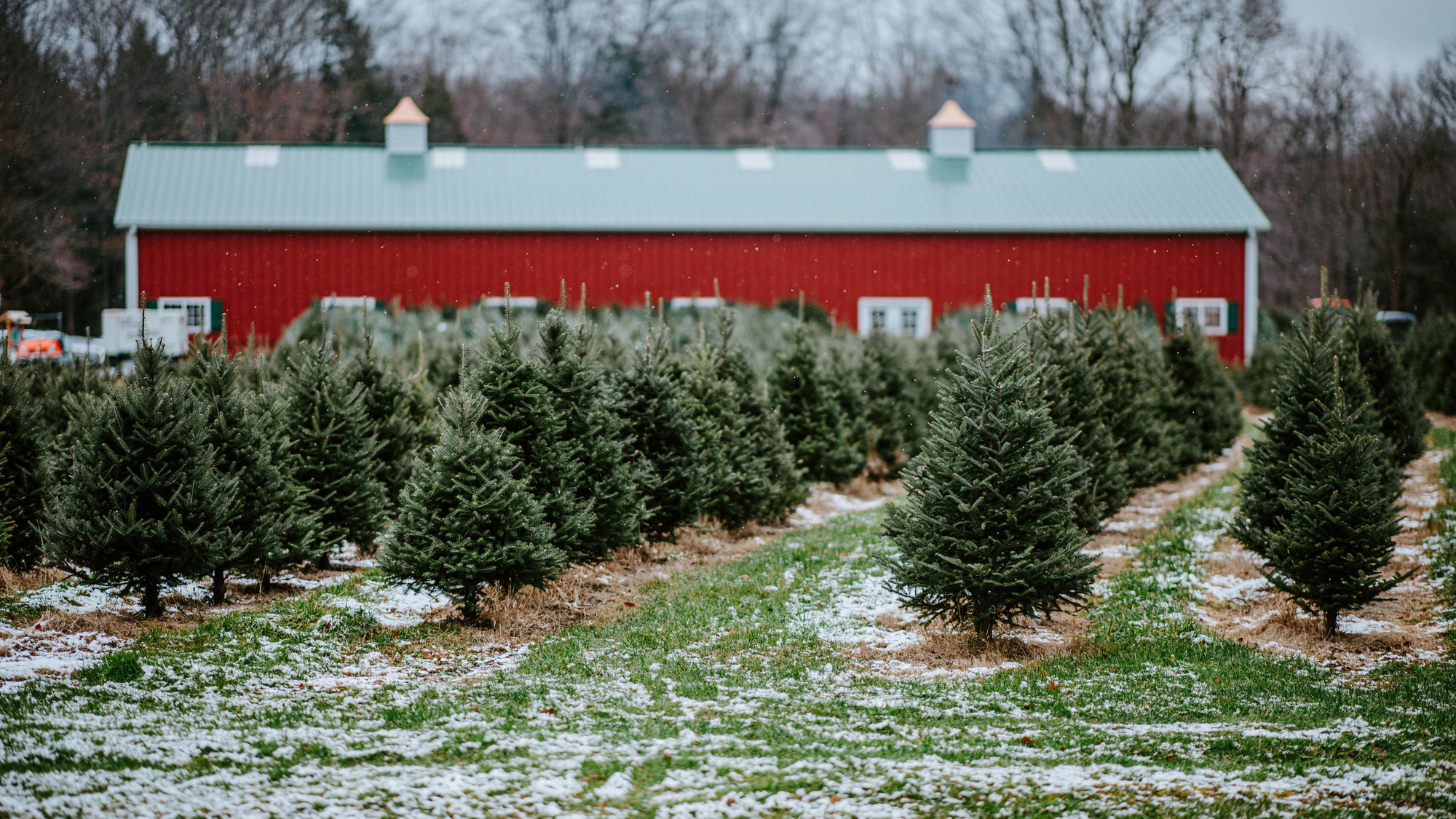 Where To Pick Up Real Christmas Trees Near Montreal This Holiday Season   Article 1700762191925233 Ori 