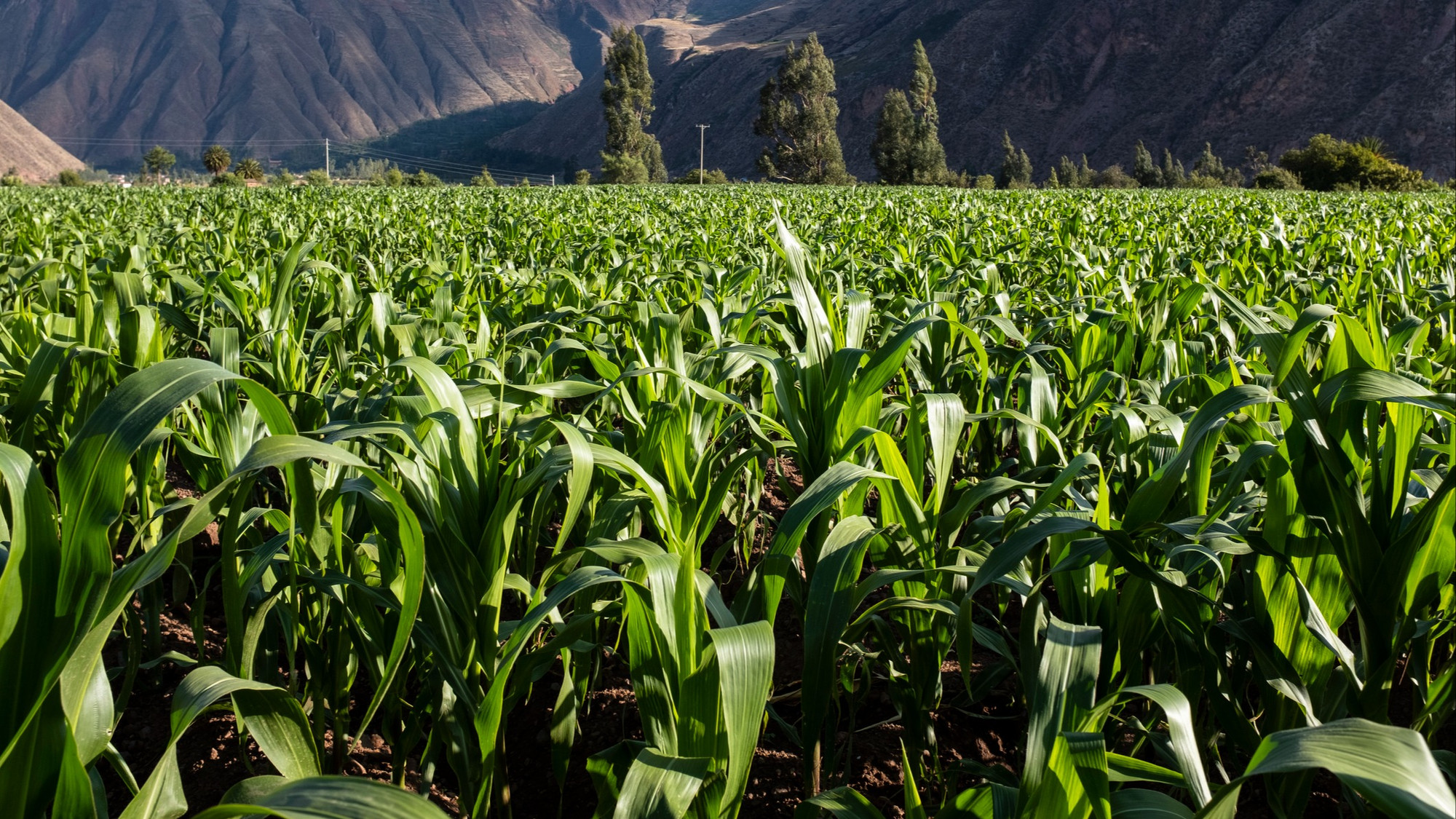 Entrepreneurs et innovations québécoises | La mission de Viridis Terra ...