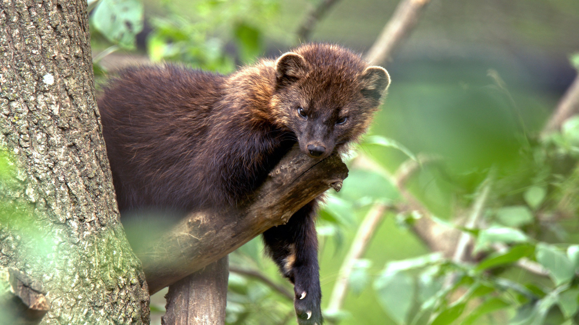 Les pékans, qui sont de retour à Otterburn Park! — 98.5 Montréal