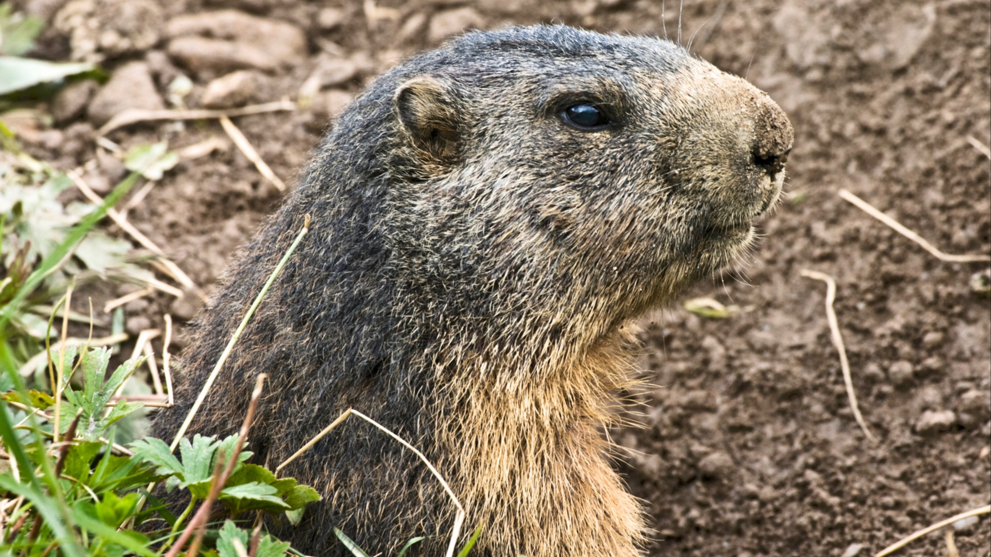 La nouvelle marmotte de Vald