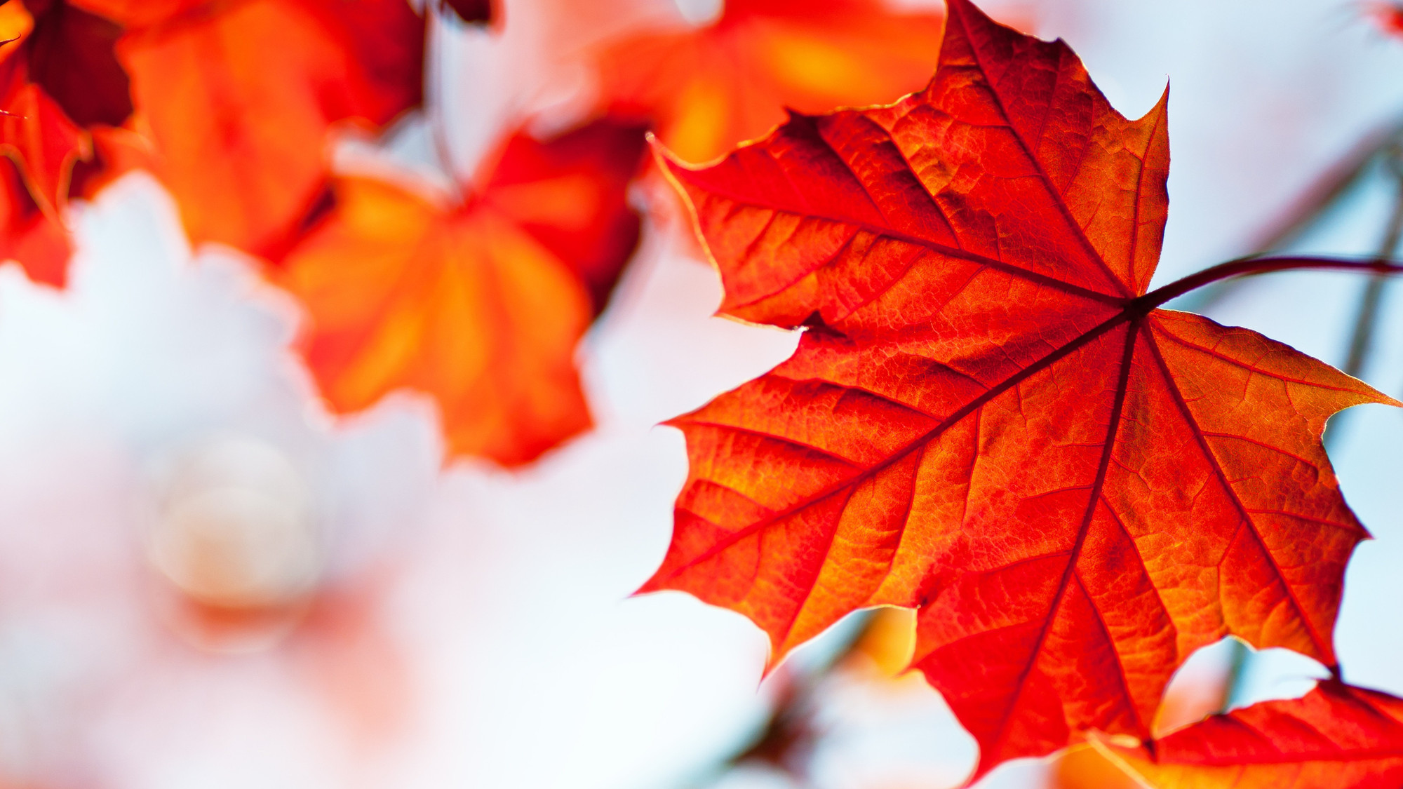 Des feuilles de votre arbre peuvent tomber chez le voisin,