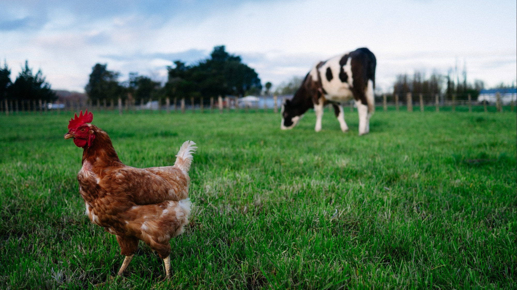 Bird flu has infected cow herds in the US – 98.5 Montreal