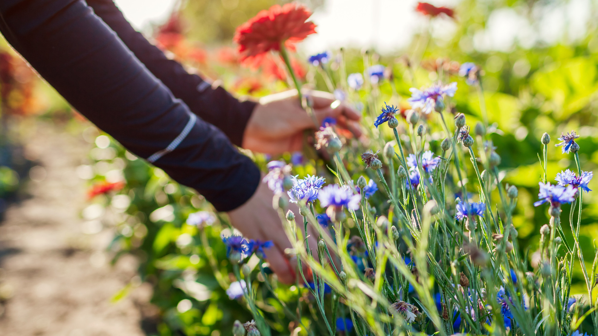 You can pick your own flower bouquets at this festival near Montreal in July!