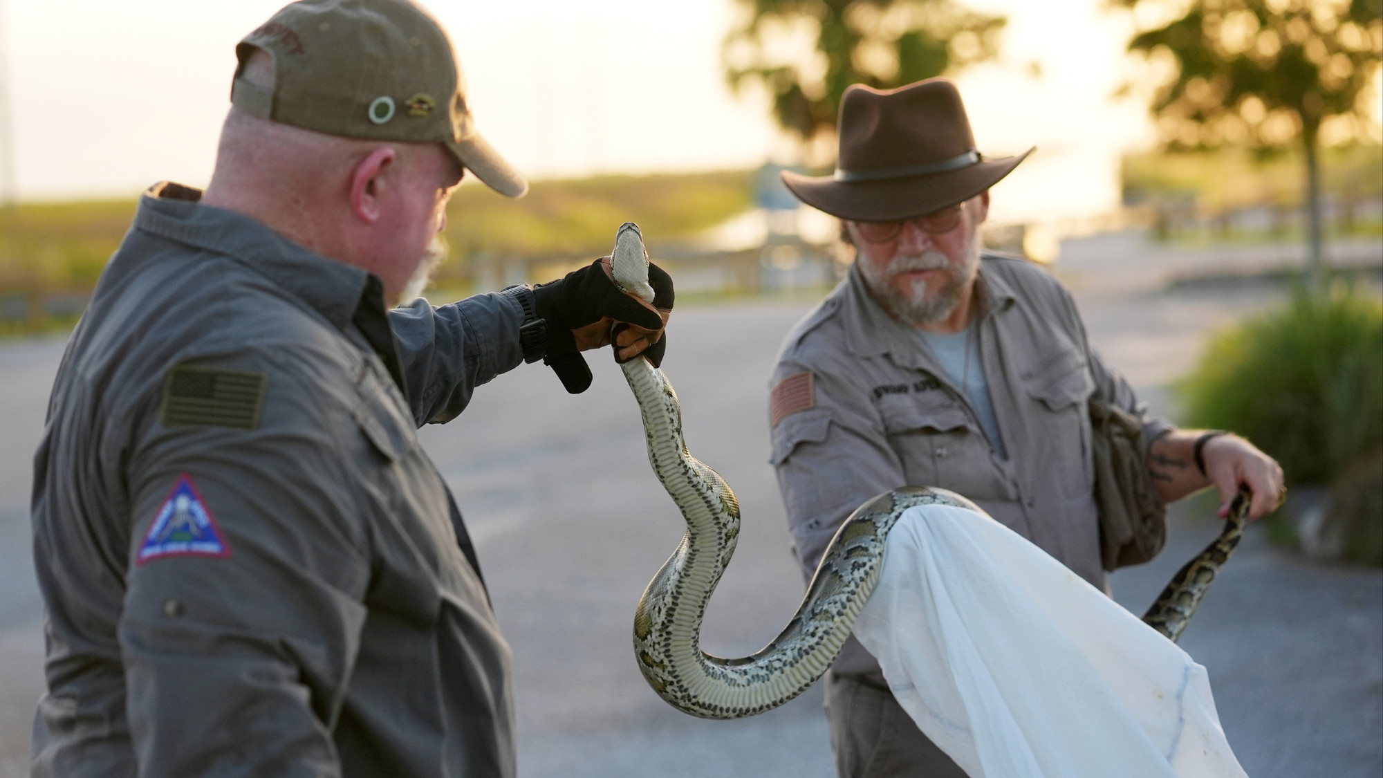 Python Birman Hunter Un serpent introduit par erreur dans l'État | Le python birman fait des ...