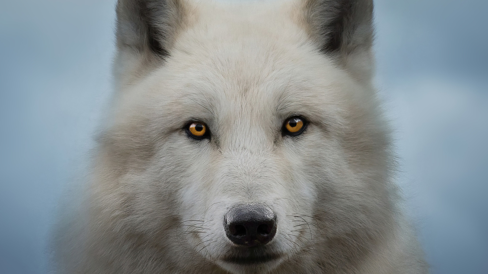 Une découverte de Colossal Biosciences | Le loup géant ressuscité? «On ...