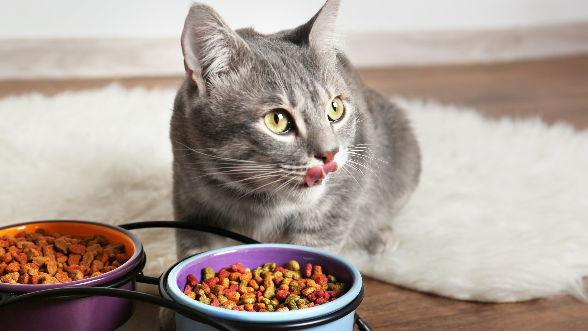 Croquettes pour chat : les meilleures marques économiques