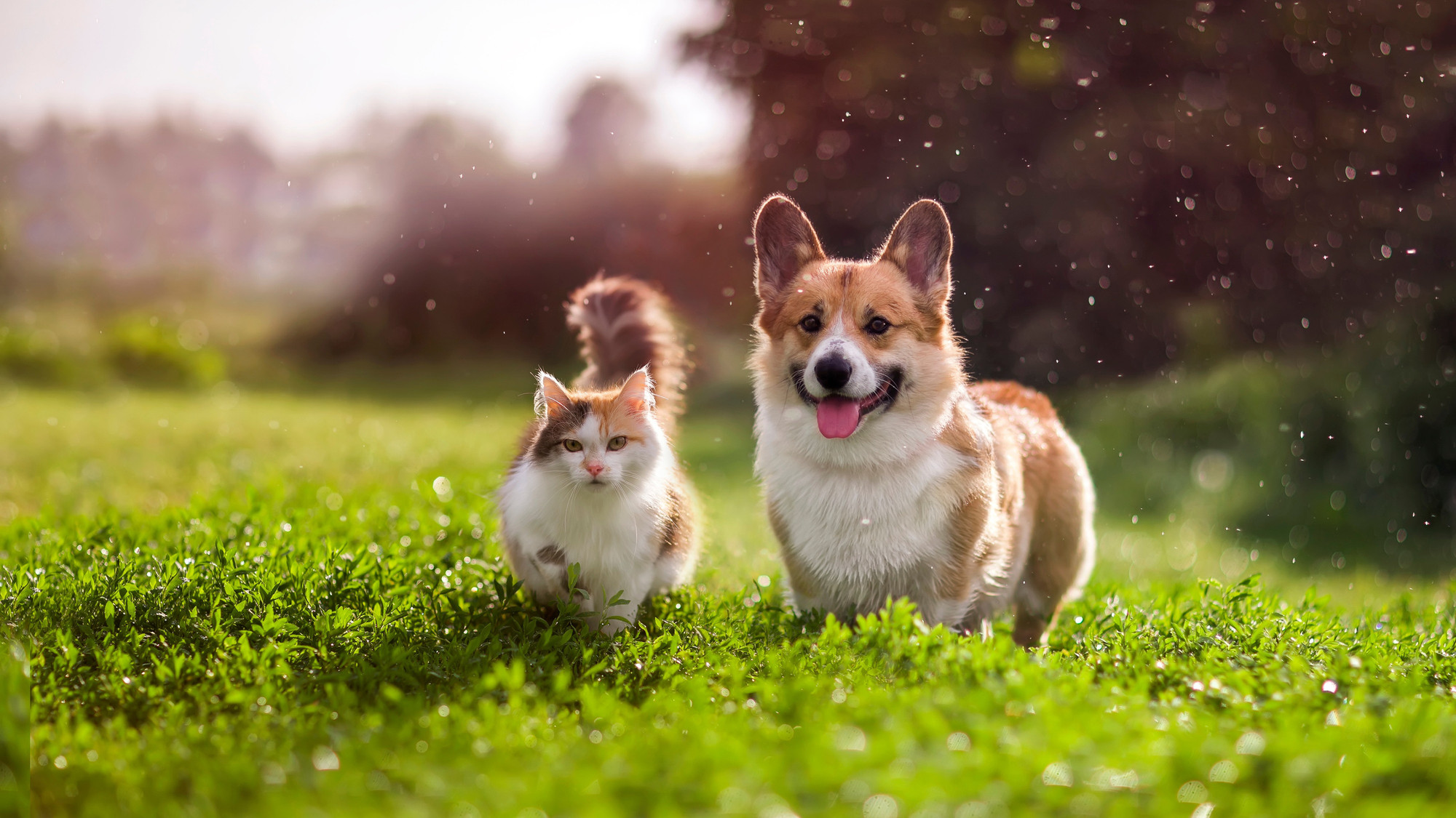 Jouets à Mâcher Naturels En Bois D'olivier Pour Chiens - Lot De 2, Sains, Durables, Soins Dentaires