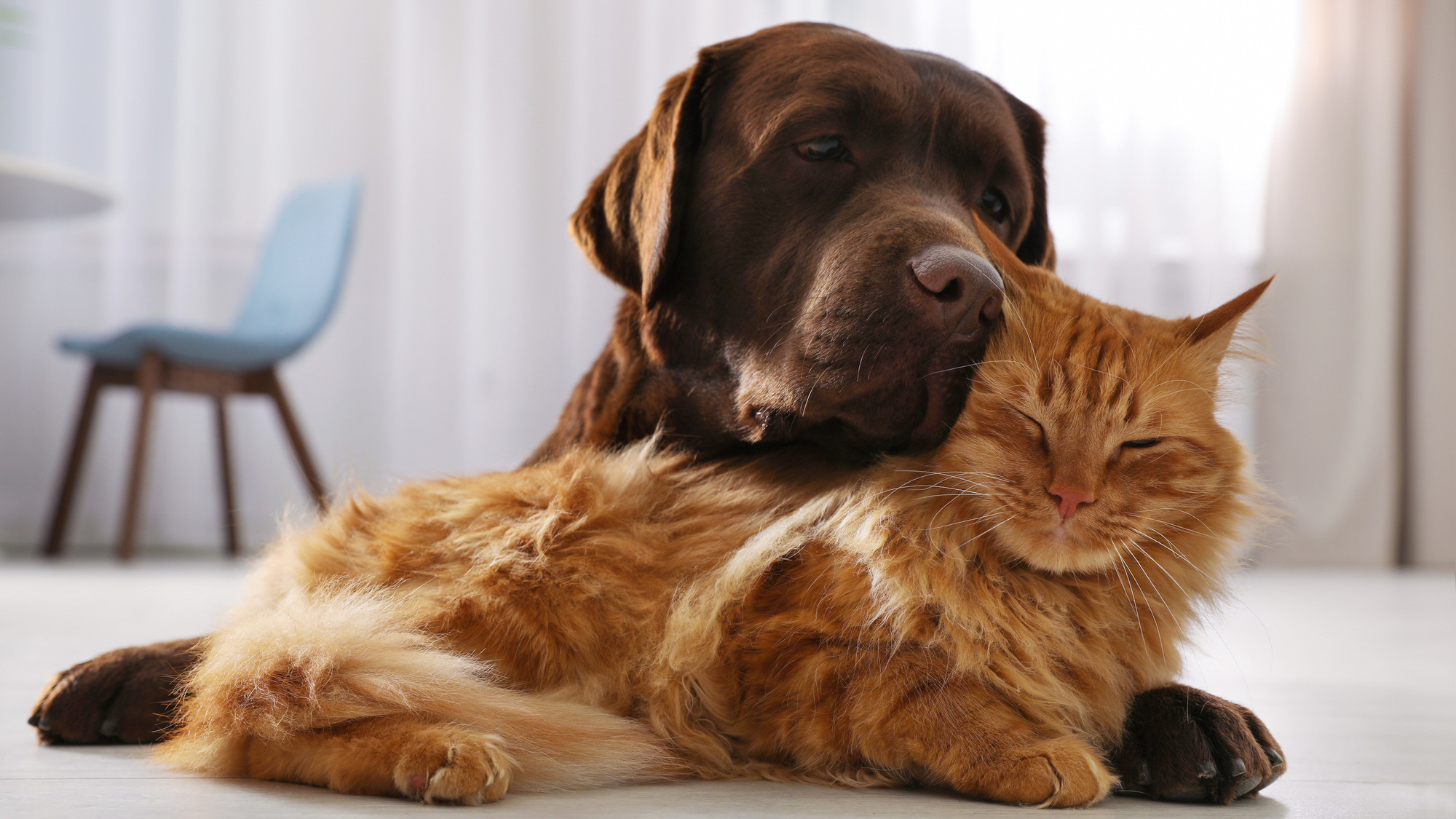 Assurance animaux : quand et pourquoi y souscrire ?