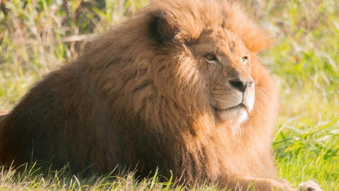 How Much Does a Reverse Mortgage Cost? - News Directory 3