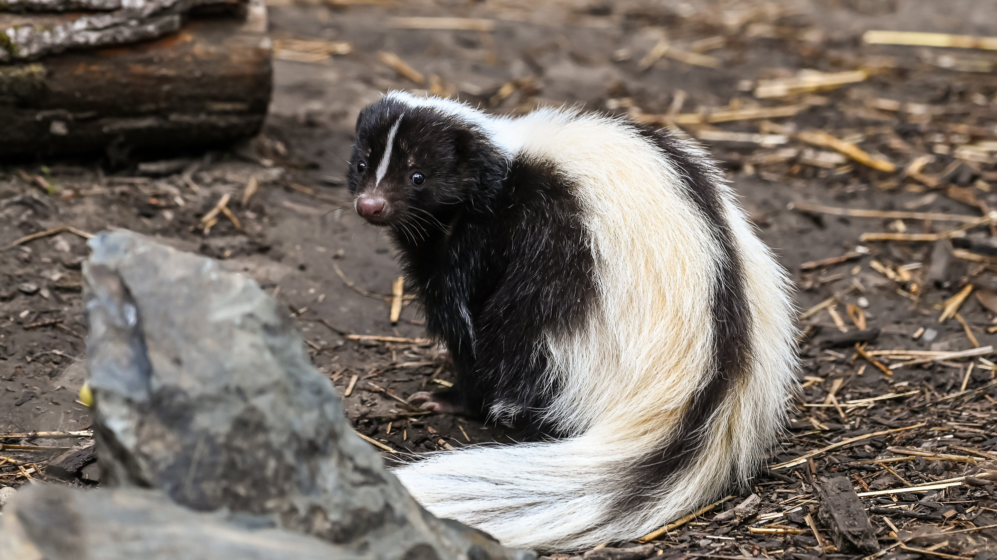 J'en peviens pas | Animal de compagnie arrosé par une mouffette: «Ça ...