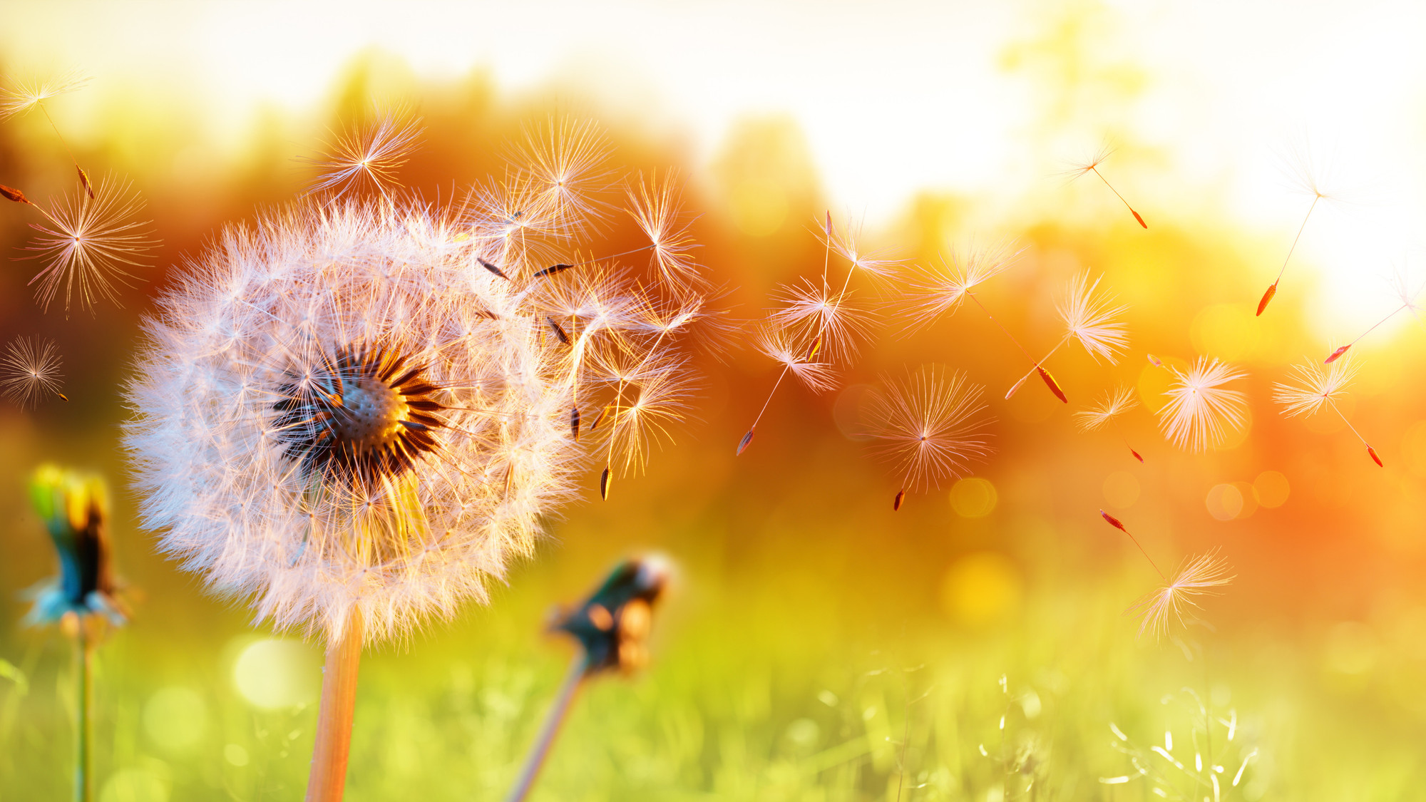 How Climate Change and Urban Environments Worsen Seasonal Allergies