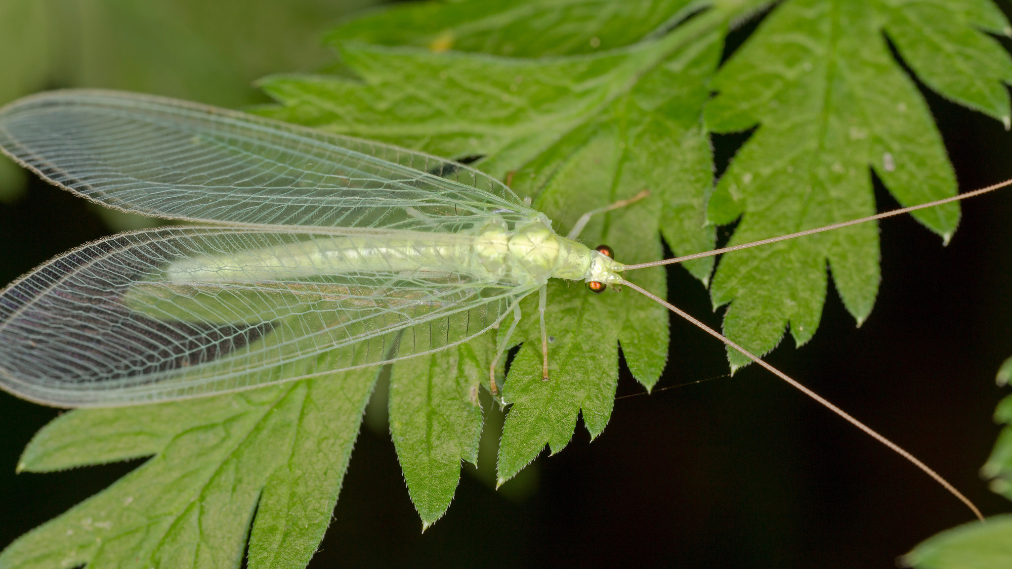 Bestioles de chez nous | Les secrets fascinants des 25 000 espèces d ...